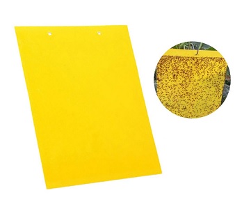 CRESMAN-entomopagides-kitrines